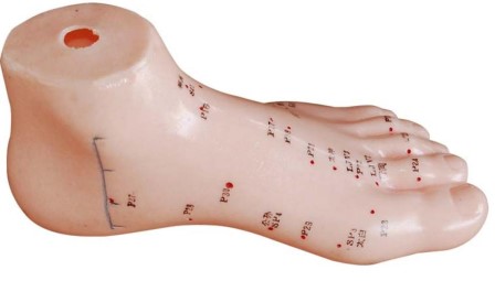 Mô hình bàn chân châm cứu 13cm